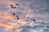 Flock Of Roseate Spoonbills In Flight_26855